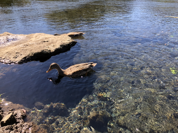 忍野八海の観光