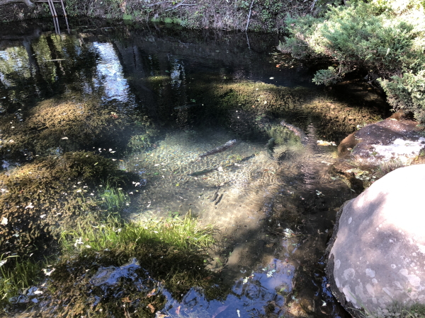 忍野八海の観光