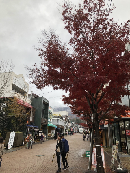 軽井沢銀座のもみじ