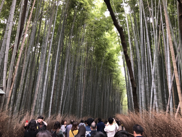 京都嵐山　竹林