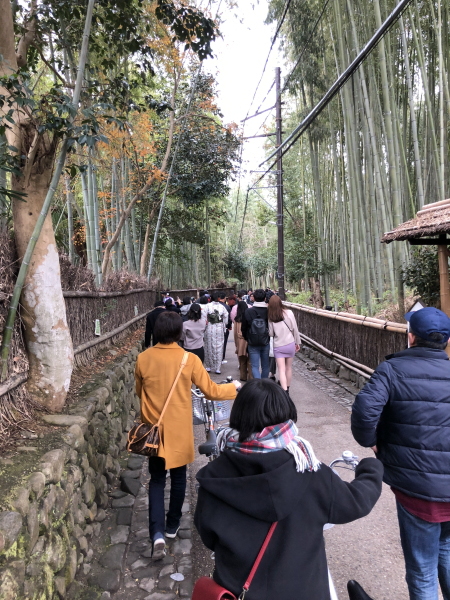 京都嵐山　竹林