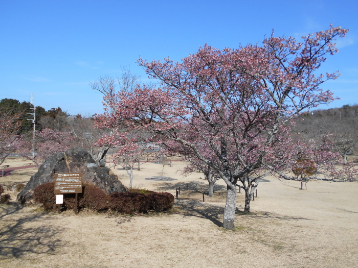 駐車場の寒桜