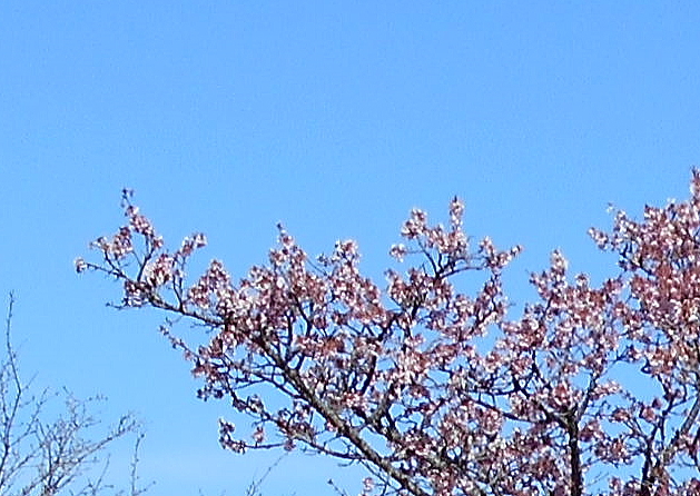 寒桜