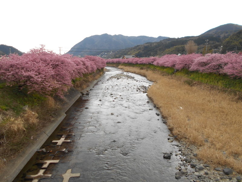 河津川沿いに咲く河津桜並木