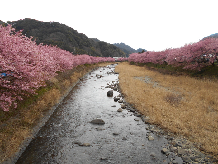 ピンクの綺麗な河津桜並木