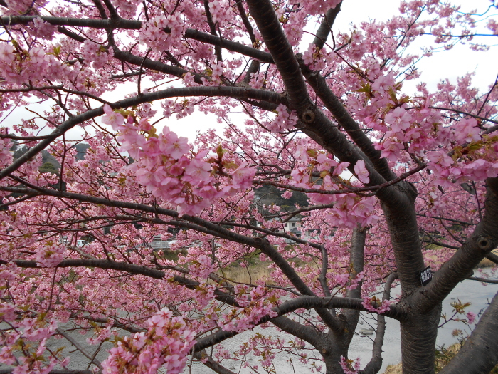 河津桜