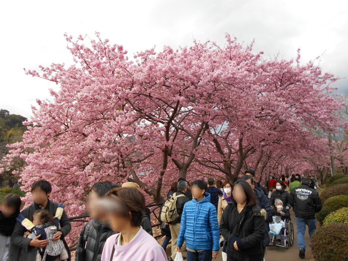 河津桜並木と人混み