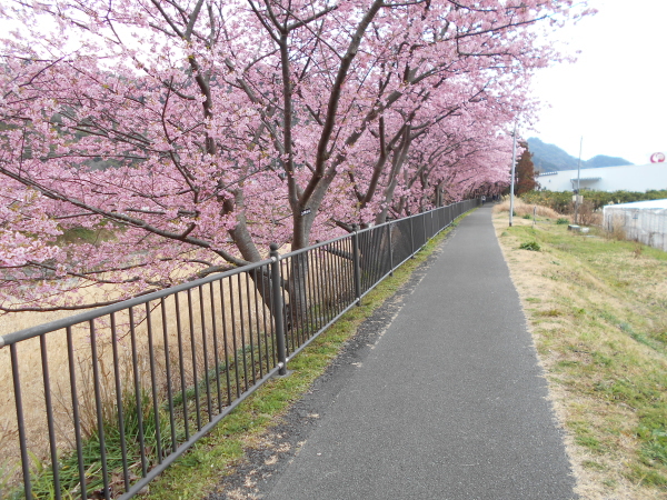 河津川の対岸の遊歩道