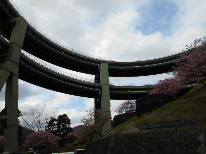 ループ橋近辺にも河津桜が・・・