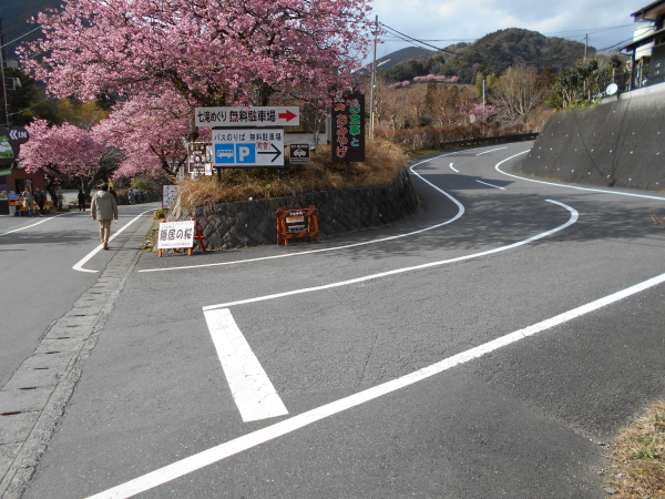 河津七滝観光センターの入口のところにも河津桜が！