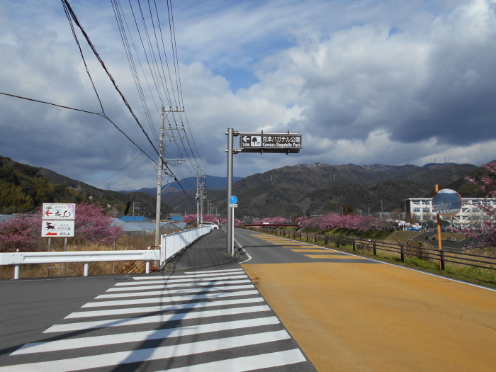 ついに河津桜が見えだした！